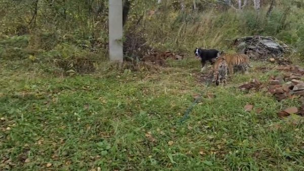 Тигрята приехали в лес /Tiger Cubs in the Forest