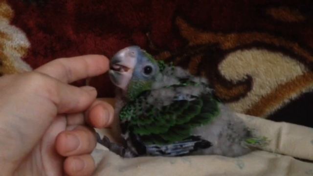 Развитие Птенца Попугая – Конголезский Длиннокрылый смотреть онлайн