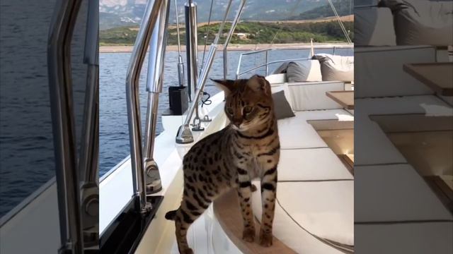 Саванна ф1 Клео питомник SoulCats 🐾
