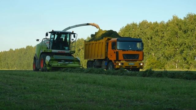Уборка травы в августе Кормоуборочный комбайн "Сlaas Jaguar 860" смотреть онлайн