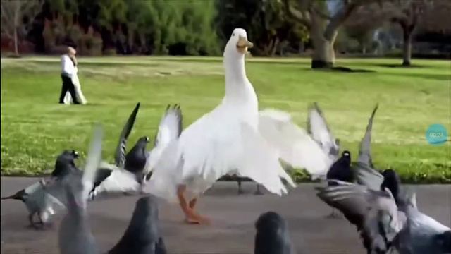 Я гусь мама утка смотри смотреть онлайн