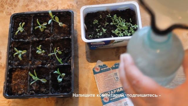 Чтобы рассада лучше росла и не болела. Янтарная кислота. Применение янтарной кислоты для растений.