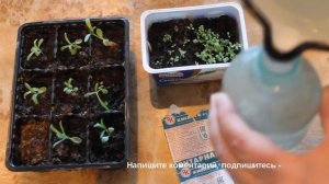 Чтобы рассада лучше росла и не болела. Янтарная кислота. Применение янтарной кислоты для растений.