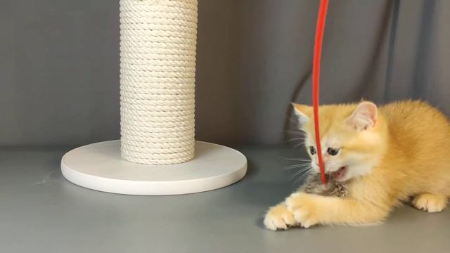 золотая шиншилла смотреть онлайн