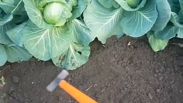 сею редис в самую жару смотреть онлайн