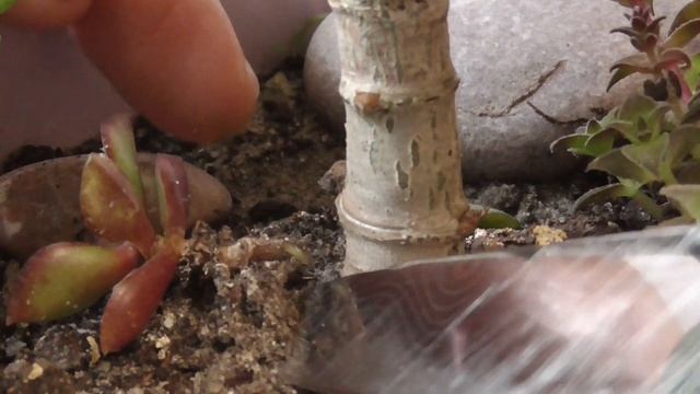 ДЕНЕЖНОЕ ДЕРЕВО Можно еще успеть отрезать веточку, прищипнуть и пересадить до зимы. часть1 смотреть онлайн