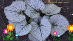 Бруннера крупнолистная Джек Фрост. Краткий обзор, описание brunnera macrophylla Jack Frost