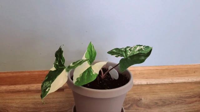 Syngonium Albo 05 Part 001 | Plant Vlog 211 UPDATE FROM PROPAGATION смотреть онлайн