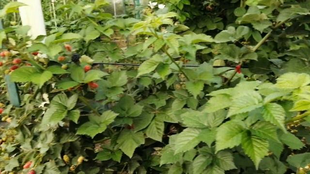 Ежевика Джамбо, Астерина, Кэддо на 14.07.23 в дожди самые сладкие смотреть онлайн