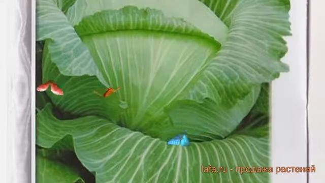 Капуста белокочанная Фаворит F1 (favorit-f1) ? обзор: как сажать, семена капусты Фаворит F1 смотреть онлайн