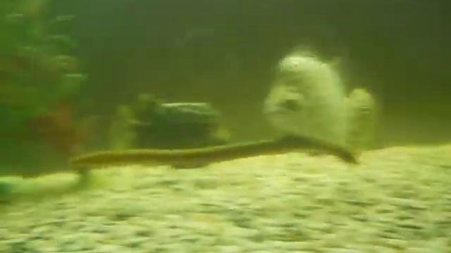 каламоихт (Calamoichthys Calabaricus)