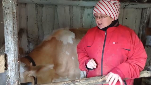 Соню на мясо, закрываем тему. #деревнянапозитиве#буднивдеревне #корова смотреть онлайн