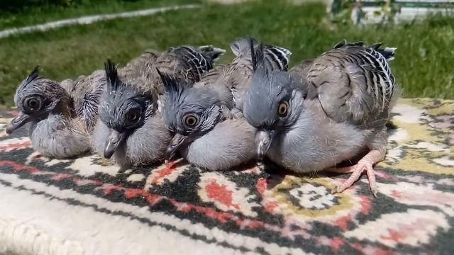 австралийская хохлатая горлица птенцы смотреть онлайн