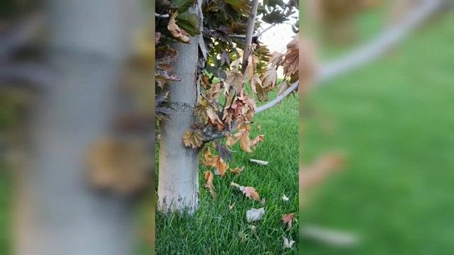 Вертициллез (Verticillium) клёна. смотреть онлайн