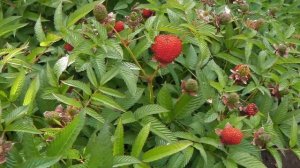 ВСЯ ПРАВДА О ТИБЕТСКОЙ МАЛИНЕ С ЗЕМЛЯНИЧНЫМ АРОМАТОМ