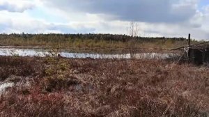 Как научить лайку на соболя и зверя. Самый легкий способ.
