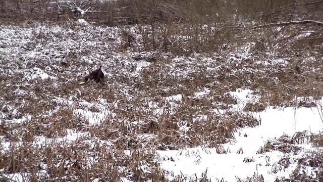 kurzhaar of djurić WILD GOOSE AND DUCK HUNTING THE BEST смотреть онлайн