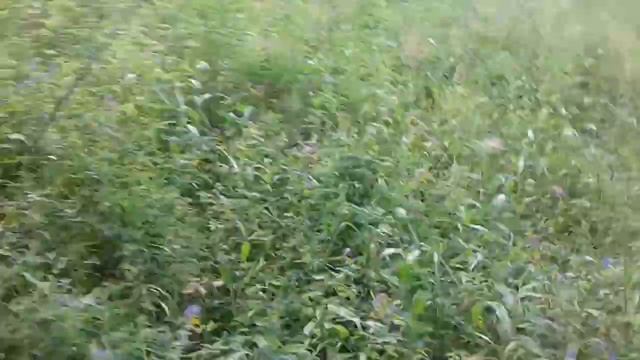 Коломинские овраги. Трейл на 24 км в Воскресенске смотреть онлайн