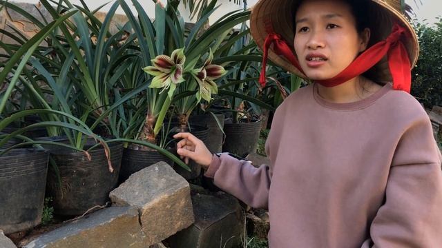 Hippeastrum/Amaryllis papilio ! Lan Huệ #Papilio nở tại #VuonnhaThaoHuyen 0976 094 094 смотреть онлайн