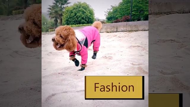 Дождевик для собаки смотреть онлайн