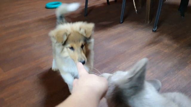 Лис Квант и щенки. Наши новости и грустные и хорошие смотреть онлайн