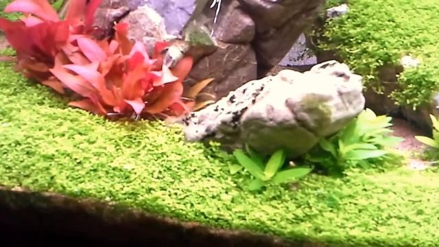 Hemianthus callitrichoides 78 days from start, 20140106 смотреть онлайн