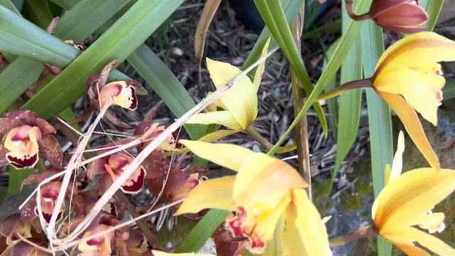 Орхидеи,поторые растут сами. смотреть онлайн