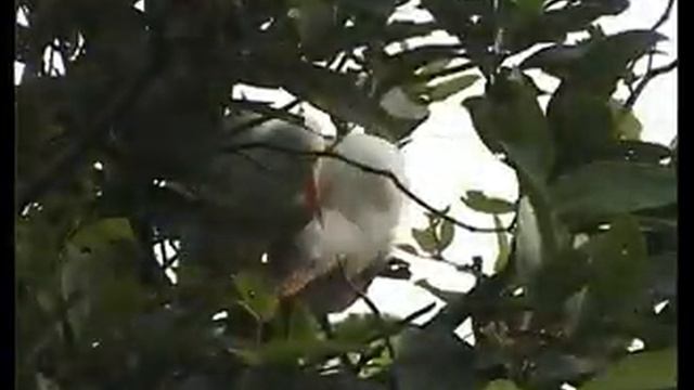 Java glühende Insel im Ozean Indonesien смотреть онлайн