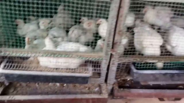 Питание месячных бройлеров смотреть онлайн