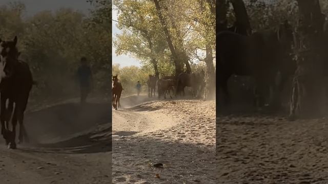 СЕМЕЙ. КРАСИВЫЕ ЛОШАДИ НА ХОЛОДНОМ КЛЮЧЕ #shorts смотреть онлайн