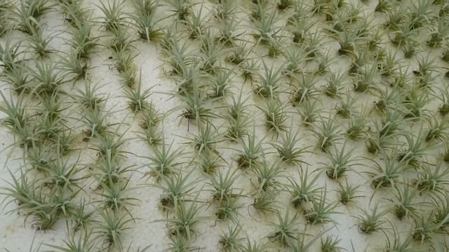 Trip to Tillandsia nersery part 2 смотреть онлайн