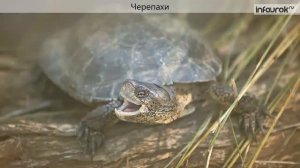 Видеоурок  Многообразие пресмыкающихся