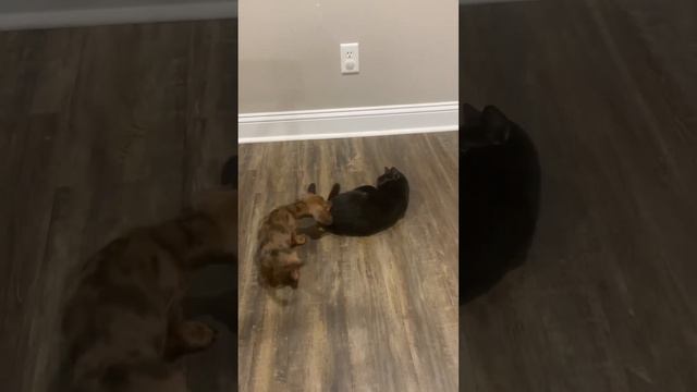 The fight of the century смотреть онлайн