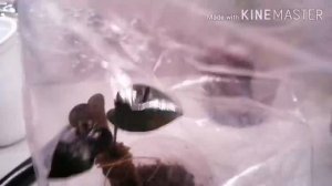 Как нарастить корни антуриуму с нуля.