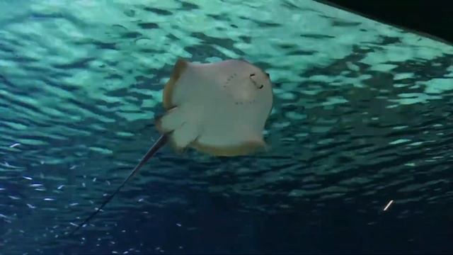 Учим слова Морские жители Карточки Домана смотреть онлайн