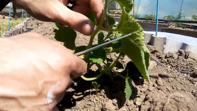 Формировка дыни. Первый этап.Подкормка смотреть онлайн