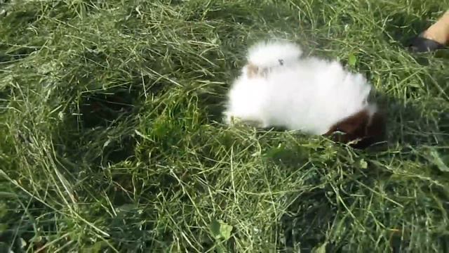 ПОМЕРАНСКИЙ ШПИЦ. Играем в прятки!!! смотреть онлайн