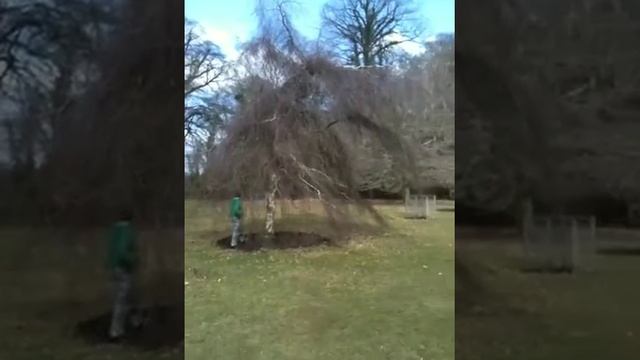 Betula pendula youngii смотреть онлайн