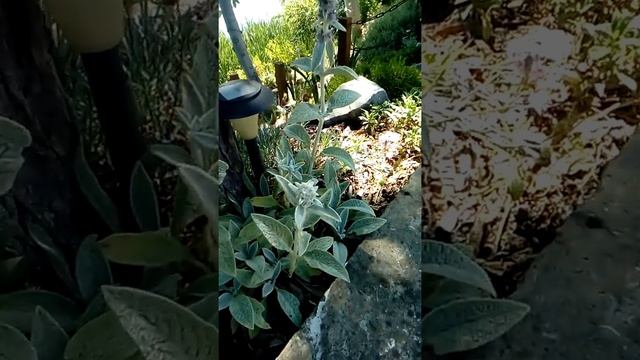 Чистец византийский в цвету!!! смотреть онлайн
