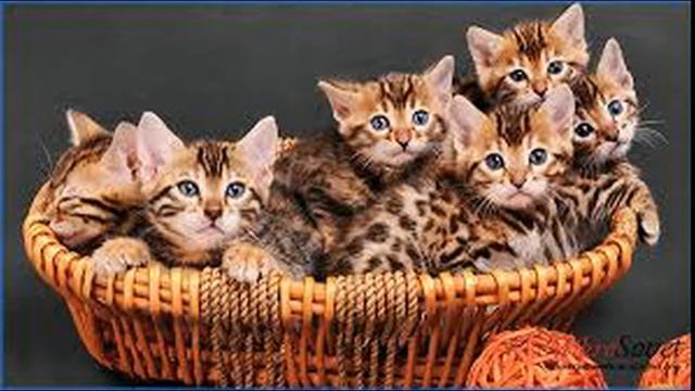 Уход за бенгальской кошкой. Кошка -  леопард ?