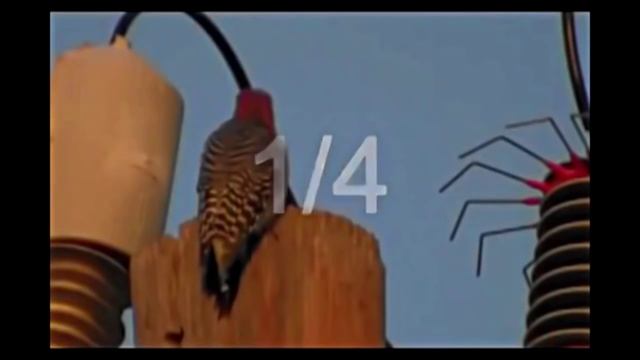 Птичка испарилась от удара током. The bird vanished from electric shock. смотреть онлайн