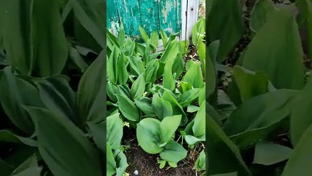 Сажаем ландыши в саду. Planting Of Lily Of The Valley In The Garden.?Посадка ландышей весной.