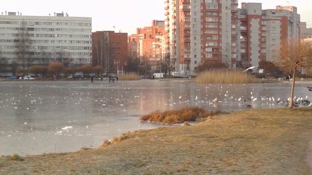 26 ноября 2019. чайки и голуби на замёрзшем пруду около ул.Ольги Форш. Санкт-Петербург смотреть онлайн