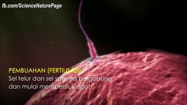 SISTEM REPRODUKSI PADA MANUSIA Kelas IX : PART 2