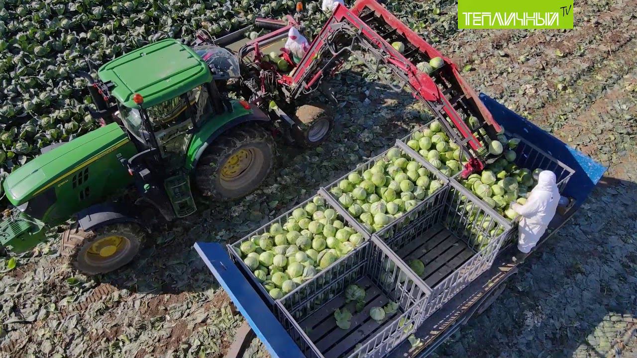 Уборочную кампанию "Тепличный" завершает капустой смотреть онлайн