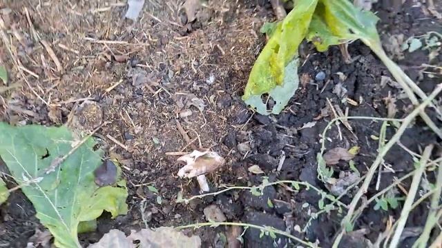 Тихая охота у себя на участке продолжается. Собираем синеножку и шампиньоны. смотреть онлайн