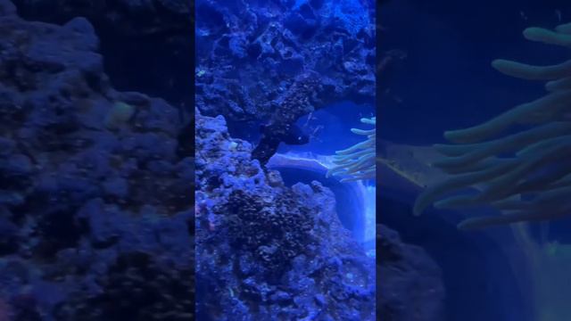Clownfish (Finding Nemo) in an Aquarium смотреть онлайн
