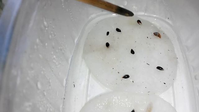 Семена ели голубой проклюнулись. Посадка. смотреть онлайн