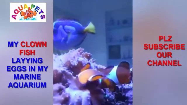 My clown fish laying eggs I Marine Aquarium I Aqua Pets смотреть онлайн