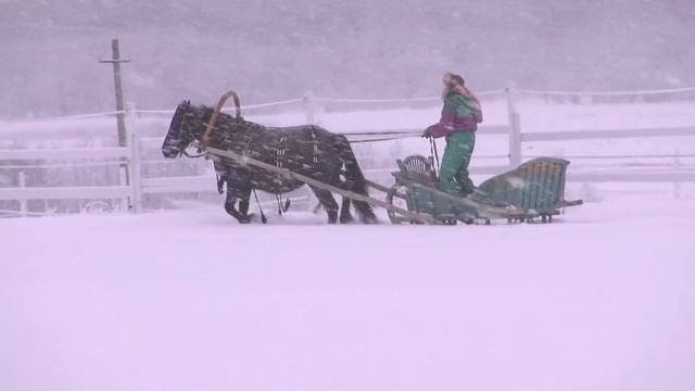 Лошадиная память. Запрягли спустя год после заездки. смотреть онлайн